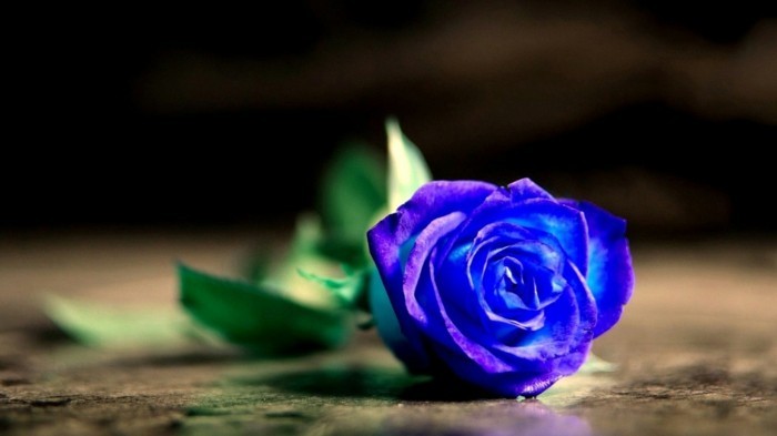blaue rosen rosenfarbe bedetung