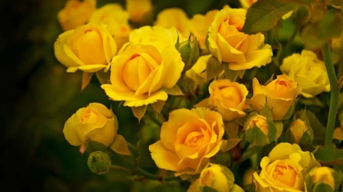 gelbe rosen blumen