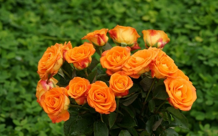 orange rosen rosenfarbe bedeutung