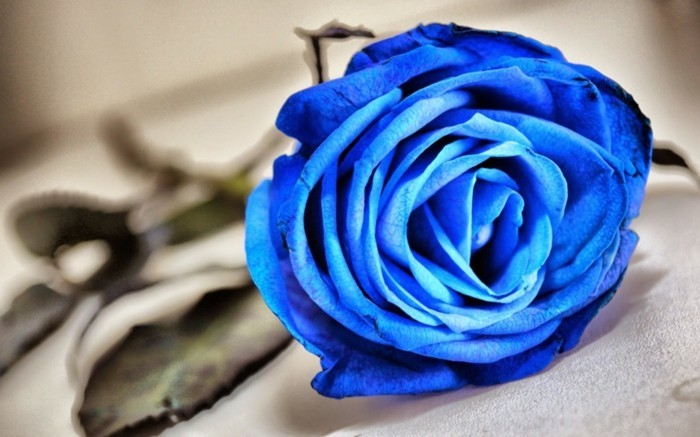 rosenfarbe bedeutung blau pflanzen