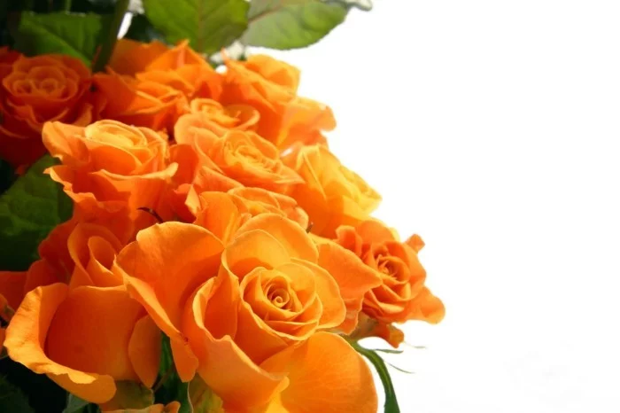 rosenfarbe bedeutung orange rosen
