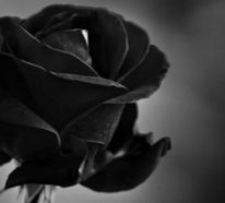 Die Rosenfarbe Bedeutung – beherrschen Sie die Blumensprache?