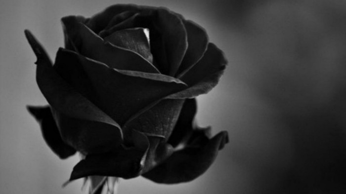 schwarze rosen