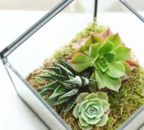 Sukkulenten im Glas als Blickfang – 40 Kreative Deko Ideen mit Pflanzen