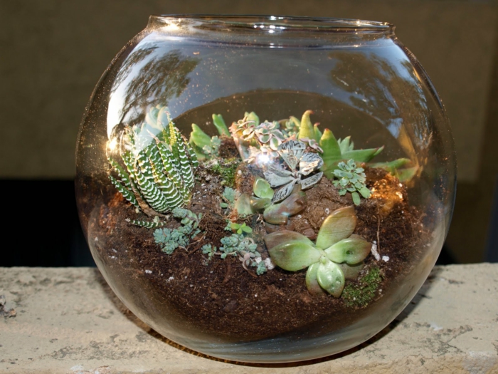 sukkulenten im glas terrarium ideen ausgefallen