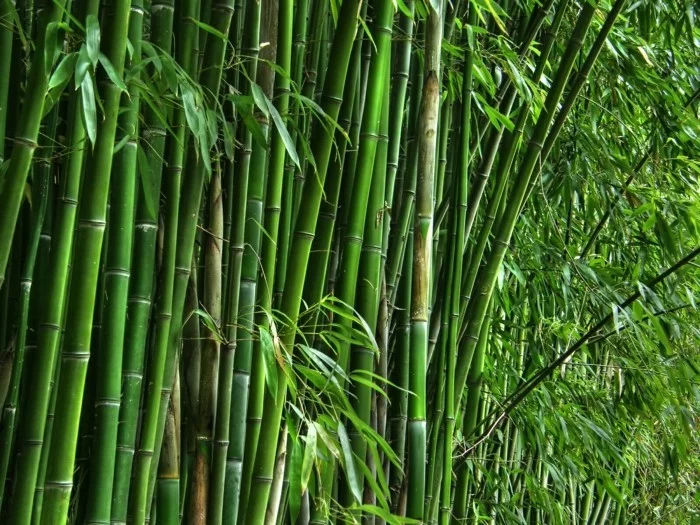 bambus ist eine art gras