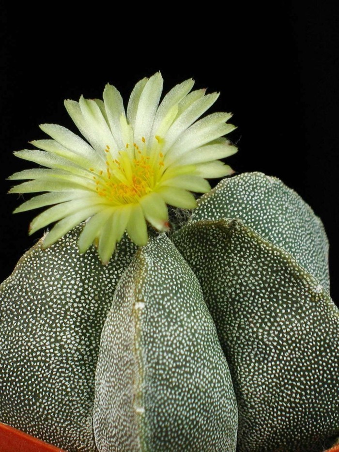 kakten arten Astrophytum pflanztopf blüte