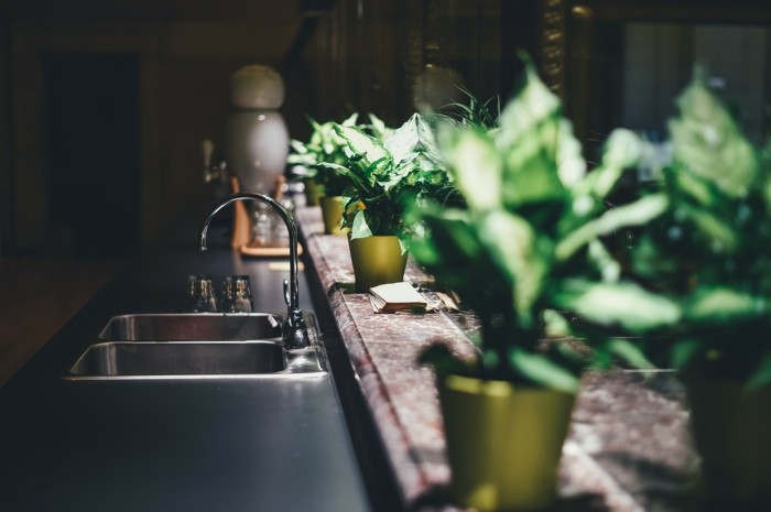küchenkräuter und zimmerpflanzen in der küche