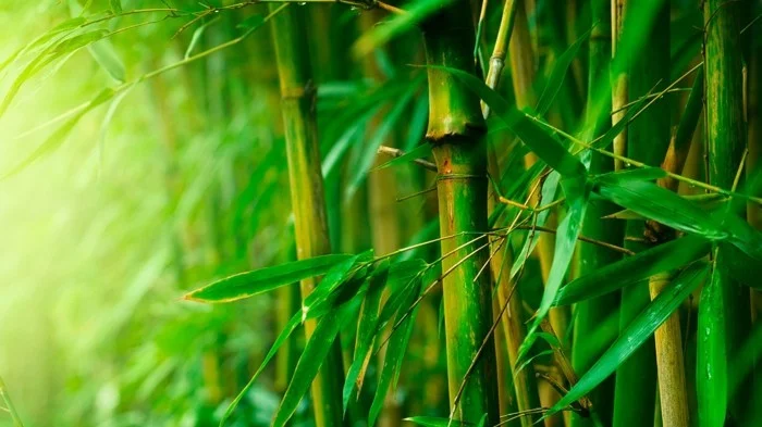 nachhaltige kleidung aus bambus