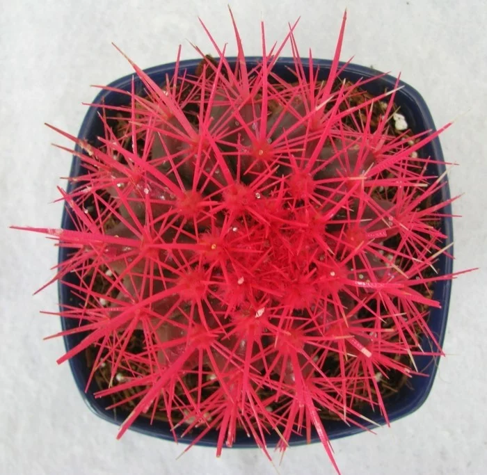 sukkulenten arten Echinocactus ausgefallene farbe