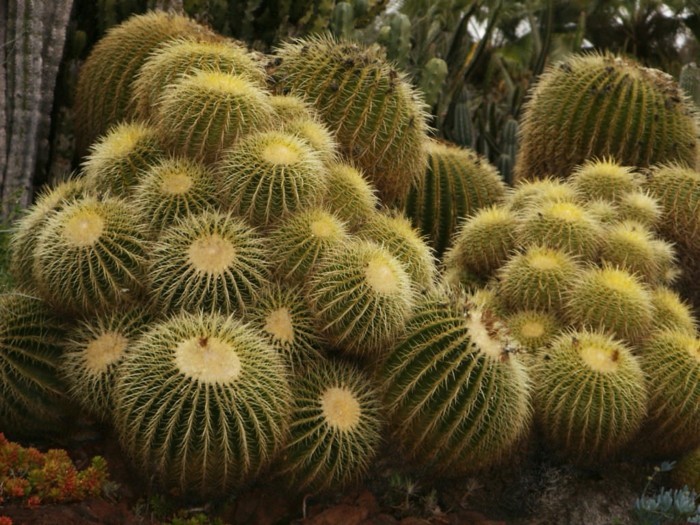 sukkulenten arten Echinocactus kakteen