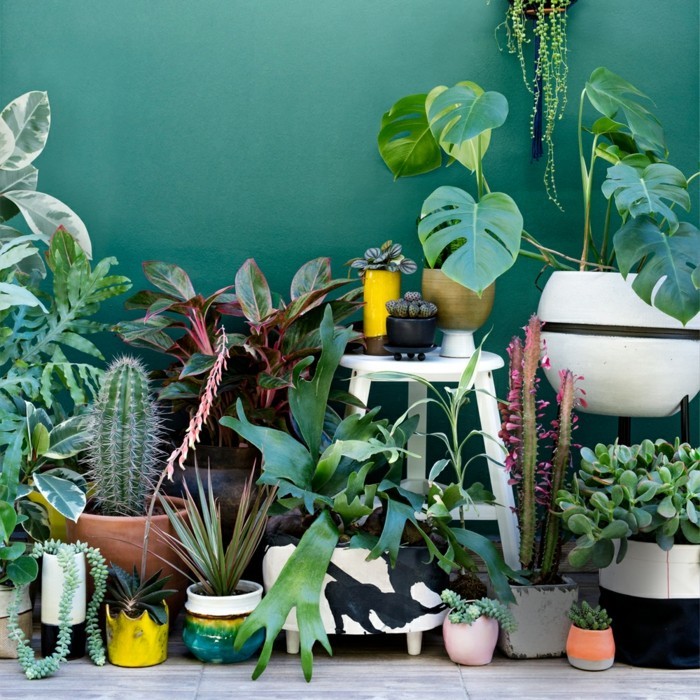 zimmerpflanzen für den urban jungle trend