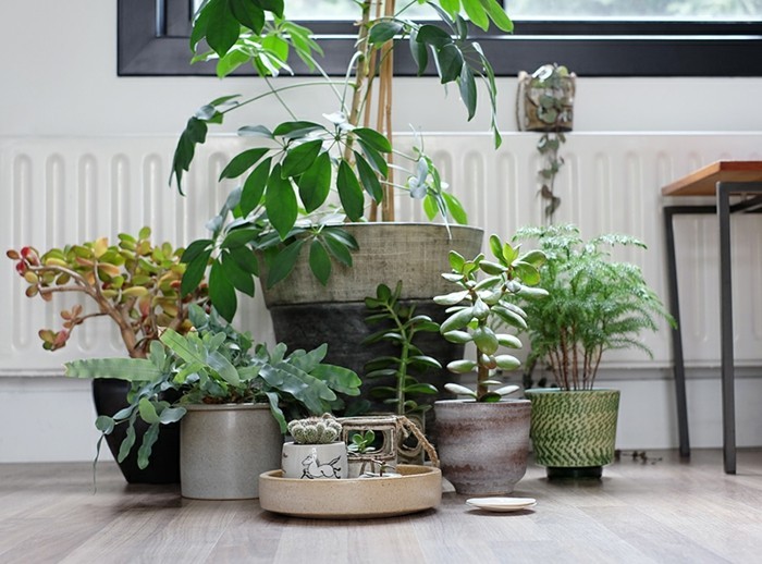 zimmerpflanzen in keramik übertöpfe garten im wohnzimmer gestalten