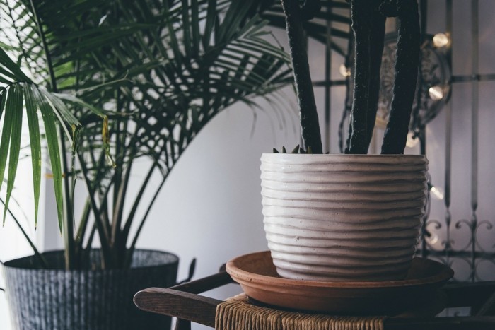 zimmerpflanzen und palmen in keramik blumentöpfen