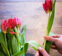 Von der Einpflanzung bis zum Tulpenstrauß – Wie pflegt man Tulpen richtig?