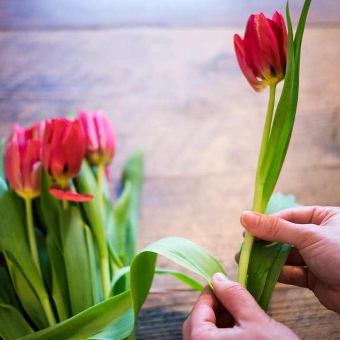 blaetter vom stiel entfernen tulpen anscheiden