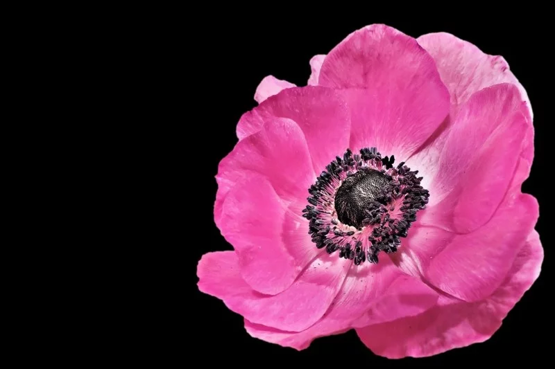 anemone pink frühlingsblume