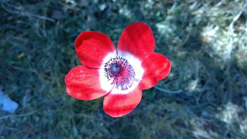 anemone rot weiss