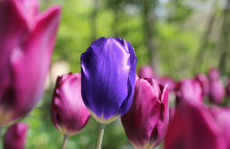blaue tulpe frühlingsblumen inspiration