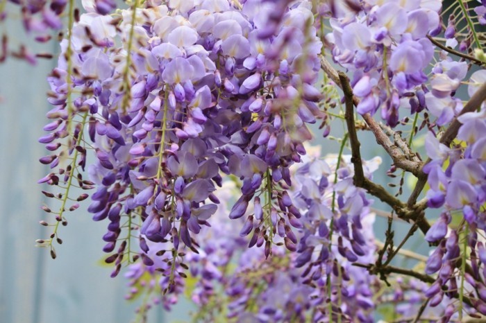 blauregen in violett gartenideen mit wunderschönen pflanzen