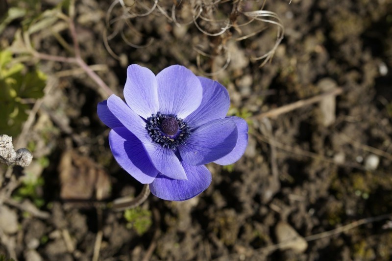 crown anemone 283796 1280