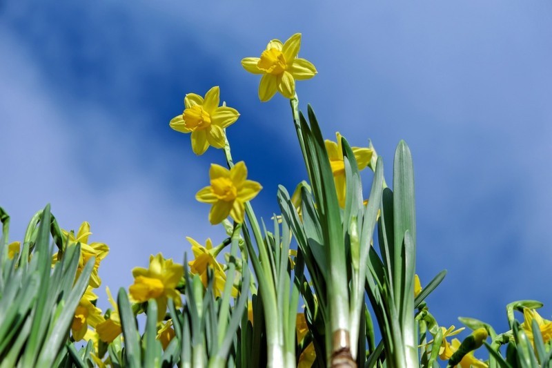 daffodils frühlingsblumen gelbe narzisse