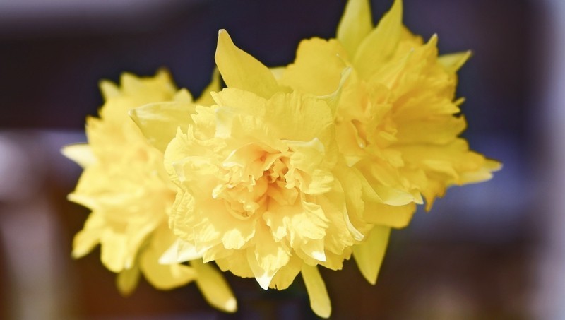 daffodils krokusse gelb