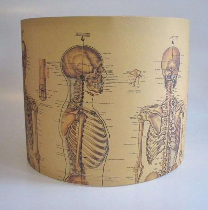diy lampenschirm dias anatomie