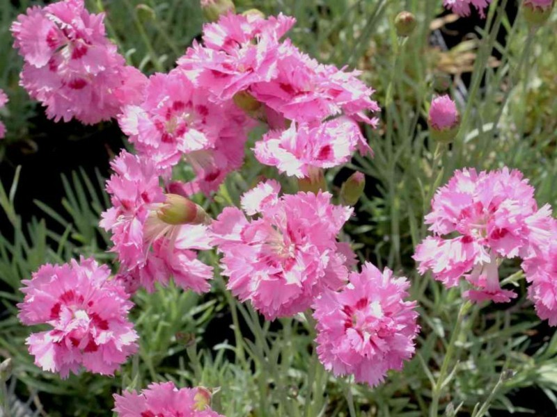 federnelke pink gartengestaltung pflanzen frühlingsblumen