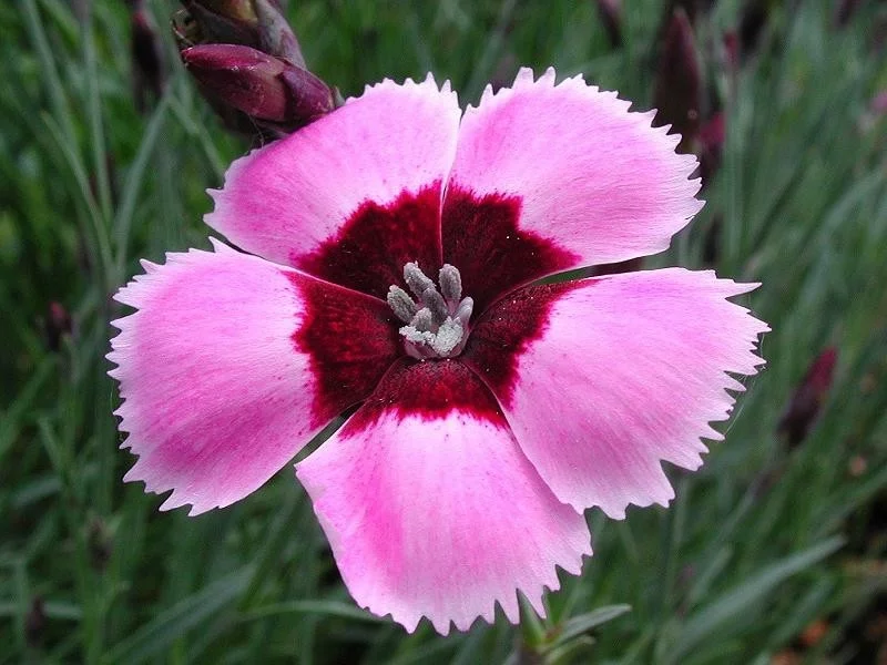 federnelke pink gartenpflanzen frühlingsblumen