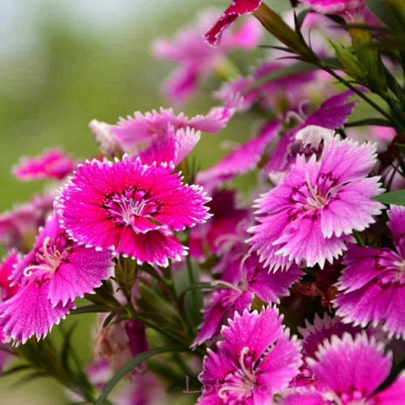 frühlingsblumen federnelken pink gartenblumen