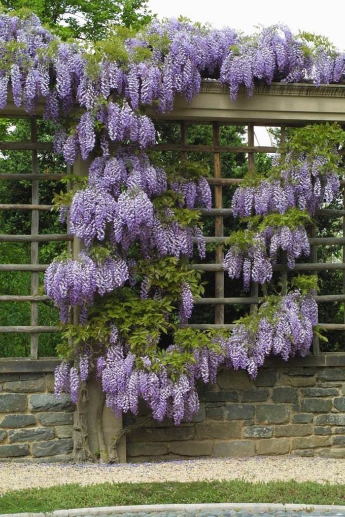 gartenpflanzen wisterie im garten züchten
