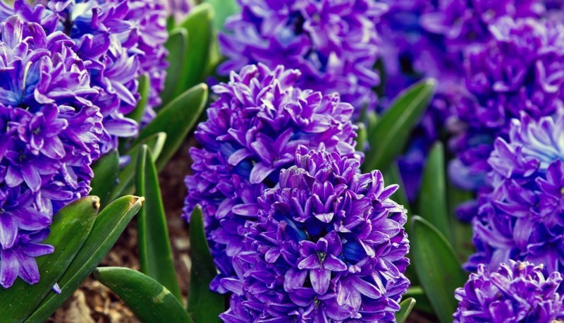 hyacinth blau blumen frühling