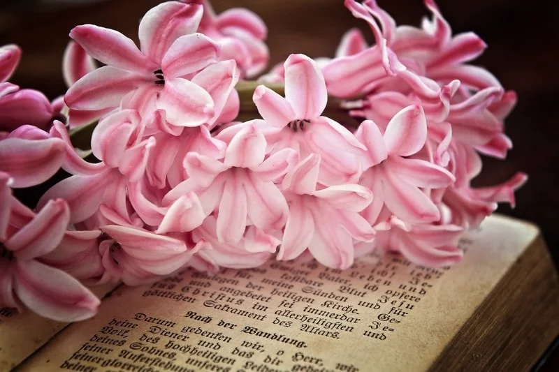 hyacinth flower power pink altes buch