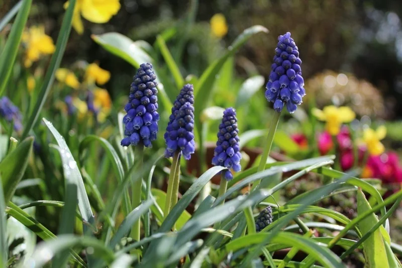 hyacinth wild blau frühlingsblumen