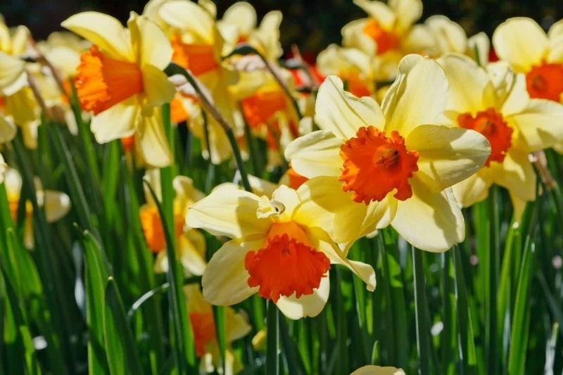light daffodils spring flower