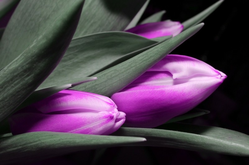 lila tulpen blumenstrauß