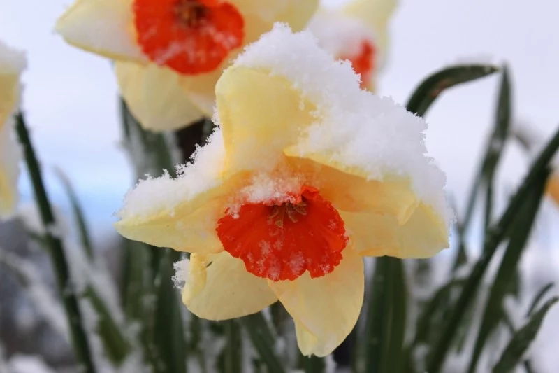 narcissus spring flower snow