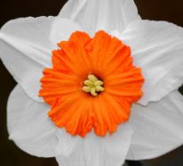 Top 10 der schönsten Frühlingsblumen: Flower Power in 100 Bildern