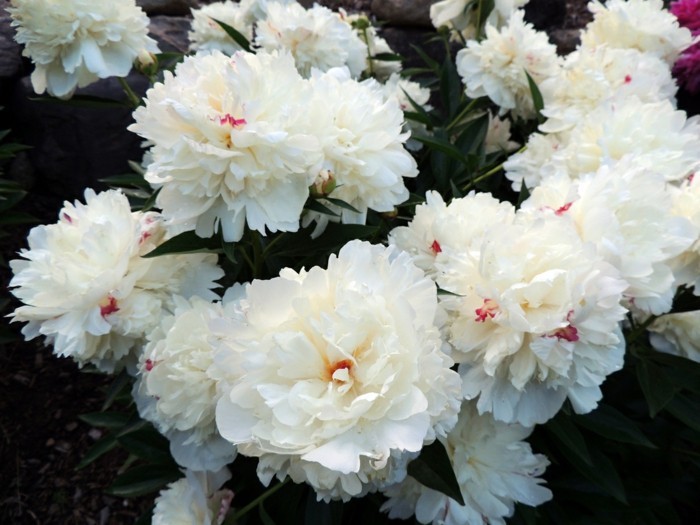prachtvolle-weiße-blüten