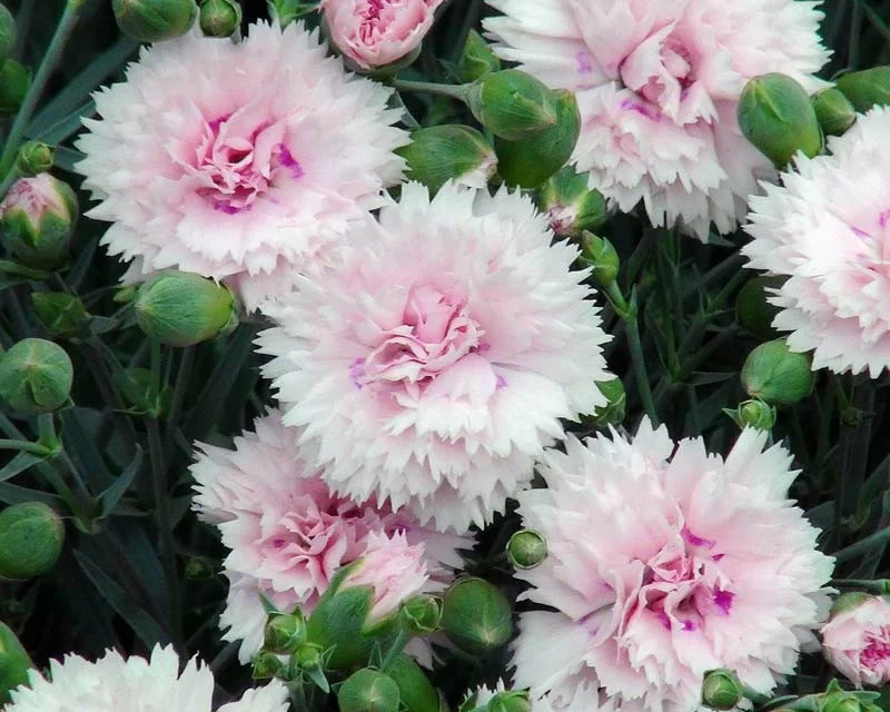 rosa federnelken gartenpflanzen frühlingsblumen