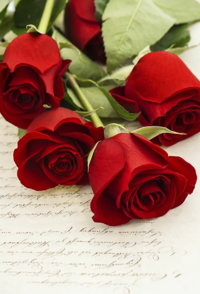 rose in rot symbolisiert leidenschaft und liebe