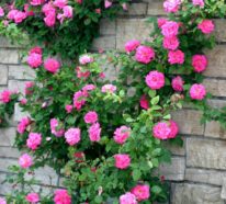 Duftende Rosen schmücken den Garten ab Ende Mai