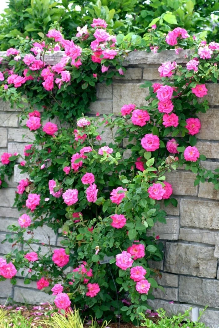 rose kletterrosen im hinterhof