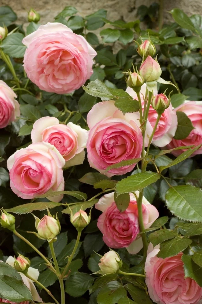 rose rosesorten kletterrosen im garten