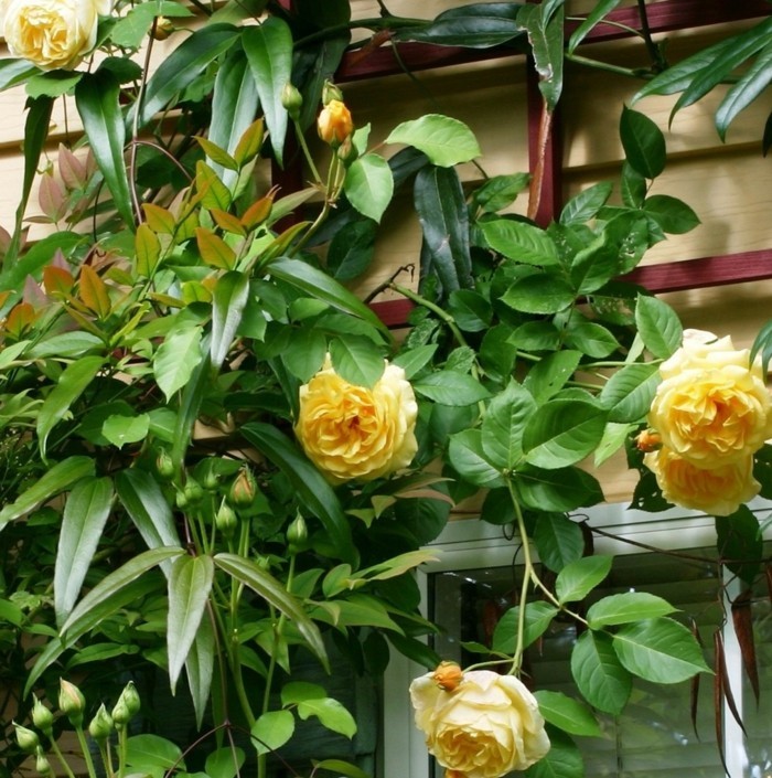rosen als dekoration für die hausfassade
