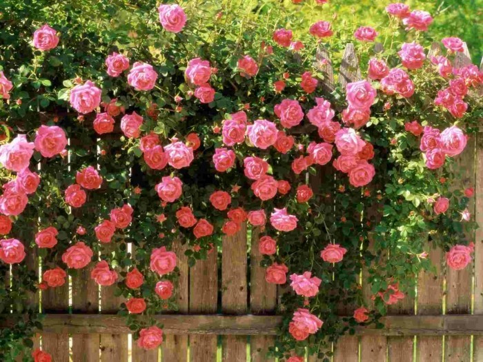 Duftende Rosen Schmucken Den Garten Ab Ende Mai