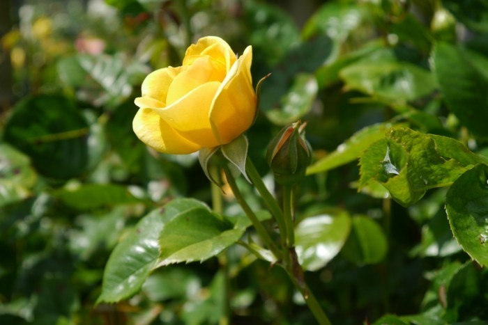 rosen gelbe rose im garten