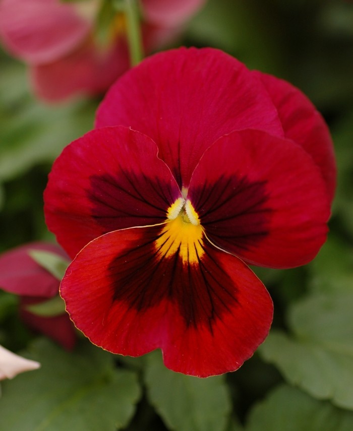 Hornveilchen für wunderbare dekorative Akzente im Garten und auf der