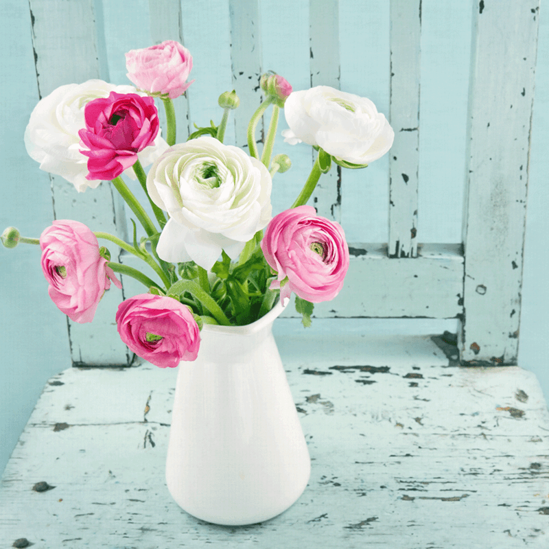 shabby chic vintage vase blumen ranunkel rosa weiss